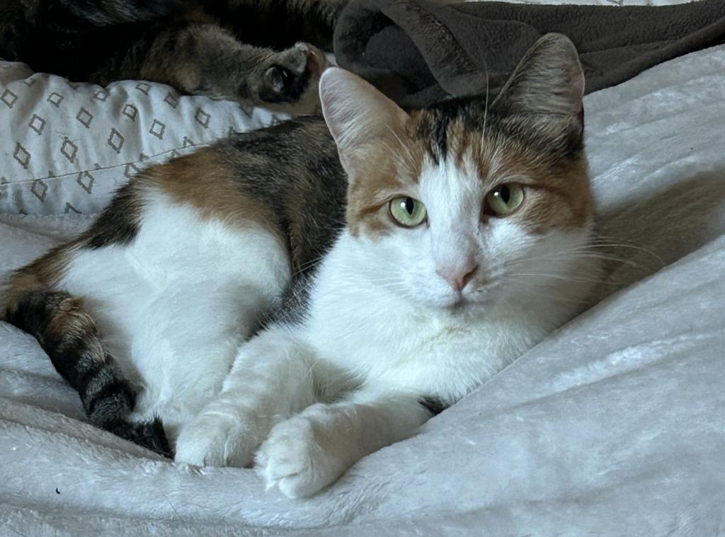 Gracie, Adoptable, Young Female Calico.