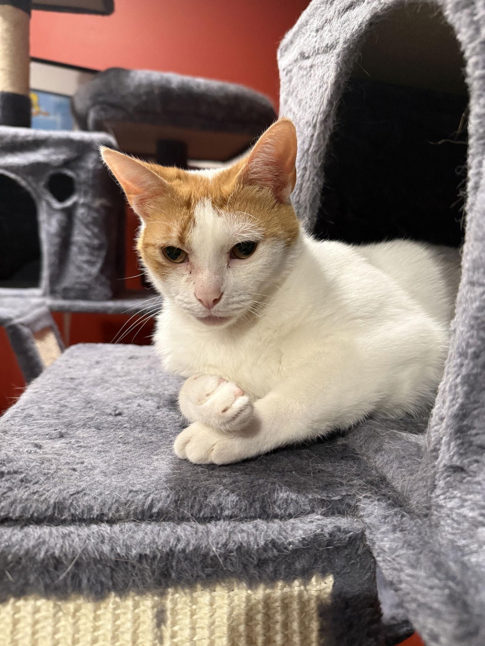 Cuttie Clutch Penelope