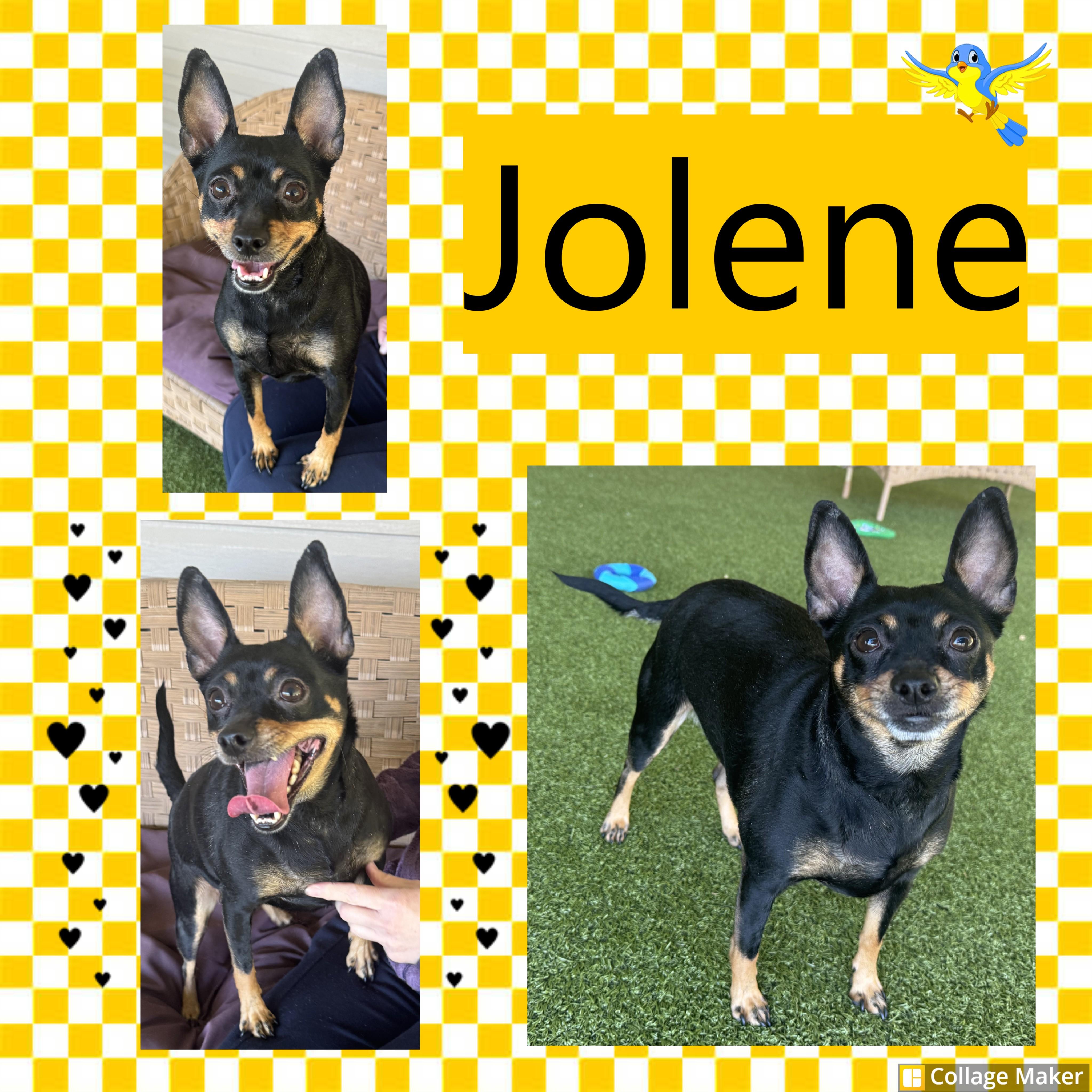Jolene, adopted, Adult Female Miniature Pinscher.