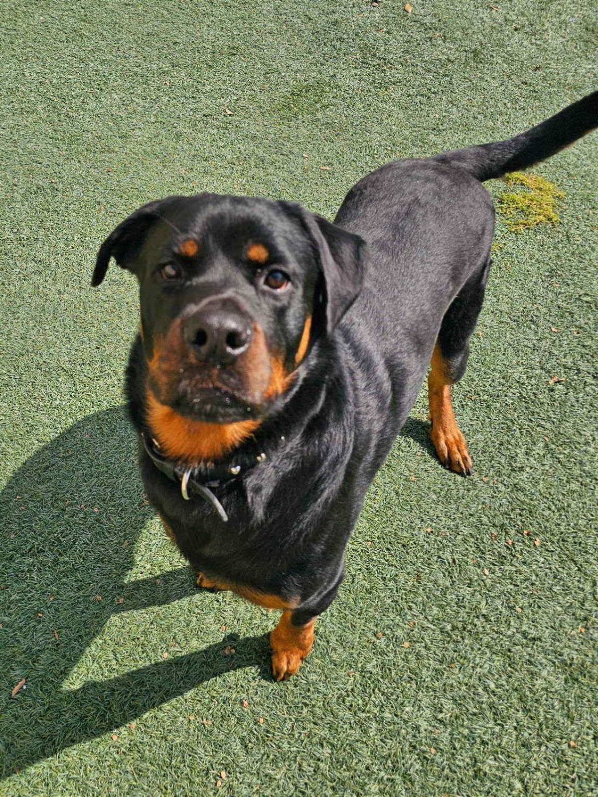 Jones, Adoptable, Adult Male Rottweiler.
