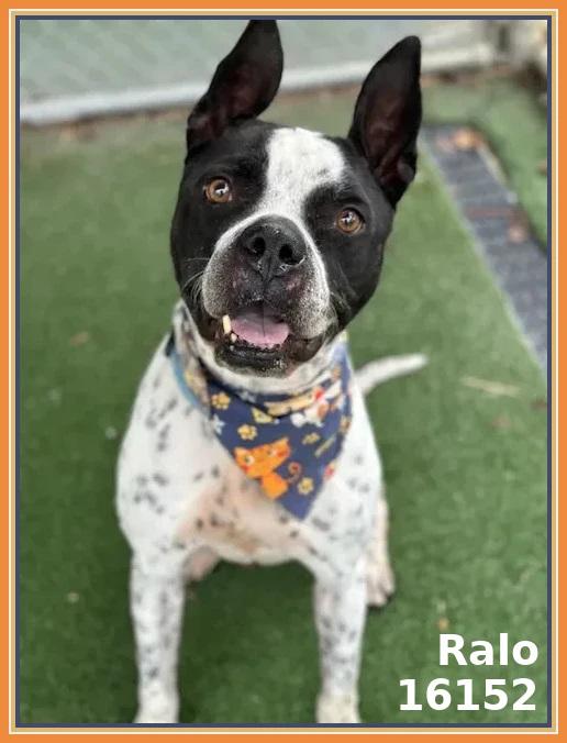 RALO, ADOPTABLE, Senior Male Pit Bull Terrier & Australian Cattle Dog / Blue Heeler.