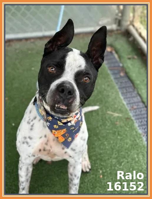 RALO, a ADOPTABLE mixed breed in Marietta, GA image 6/6