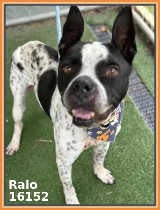 RALO, a ADOPTABLE mixed breed in Marietta, GA image 5/6