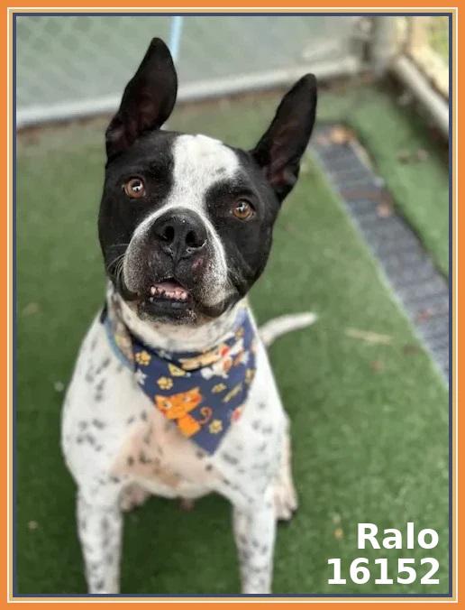 RALO, a ADOPTABLE mixed breed in Marietta, GA image 3/6