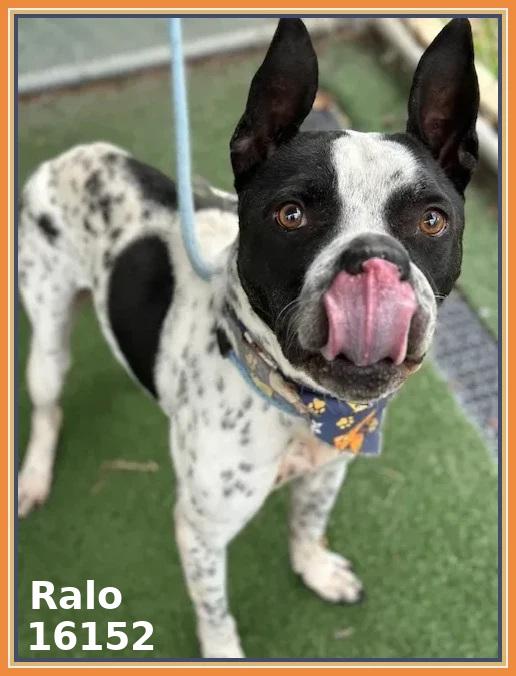 RALO — thumbnail 5