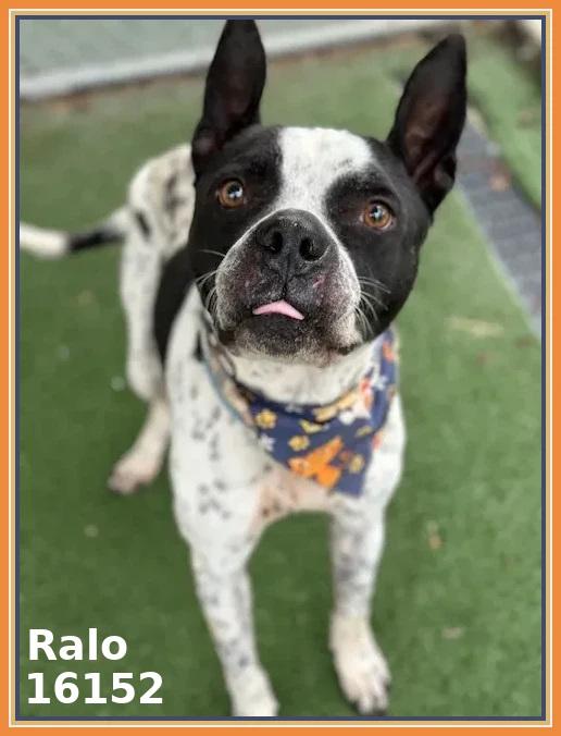 RALO, a ADOPTABLE mixed breed in Marietta, GA image 2/6
