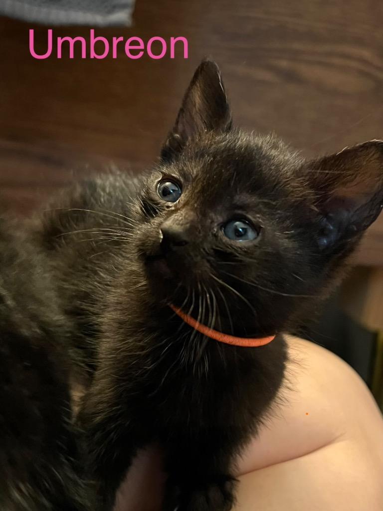 Umbreon, Adoptable, Kitten Female Domestic Short Hair.