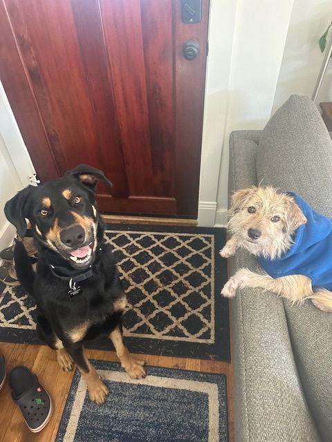 Enlarge Bodhi, a Adoptable Beauceron in Bothell, WA image 3/3