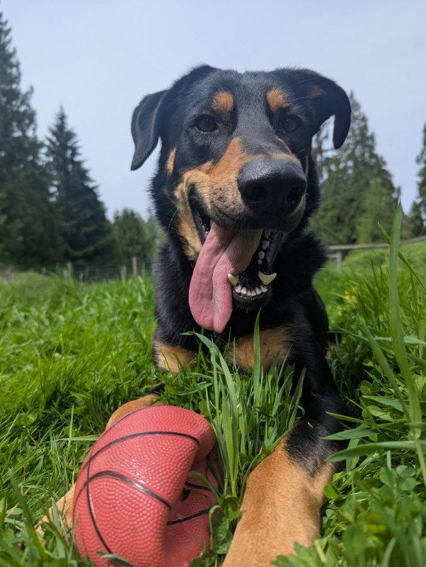 Enlarge Bodhi, a Adoptable Beauceron in Bothell, WA image 3/3