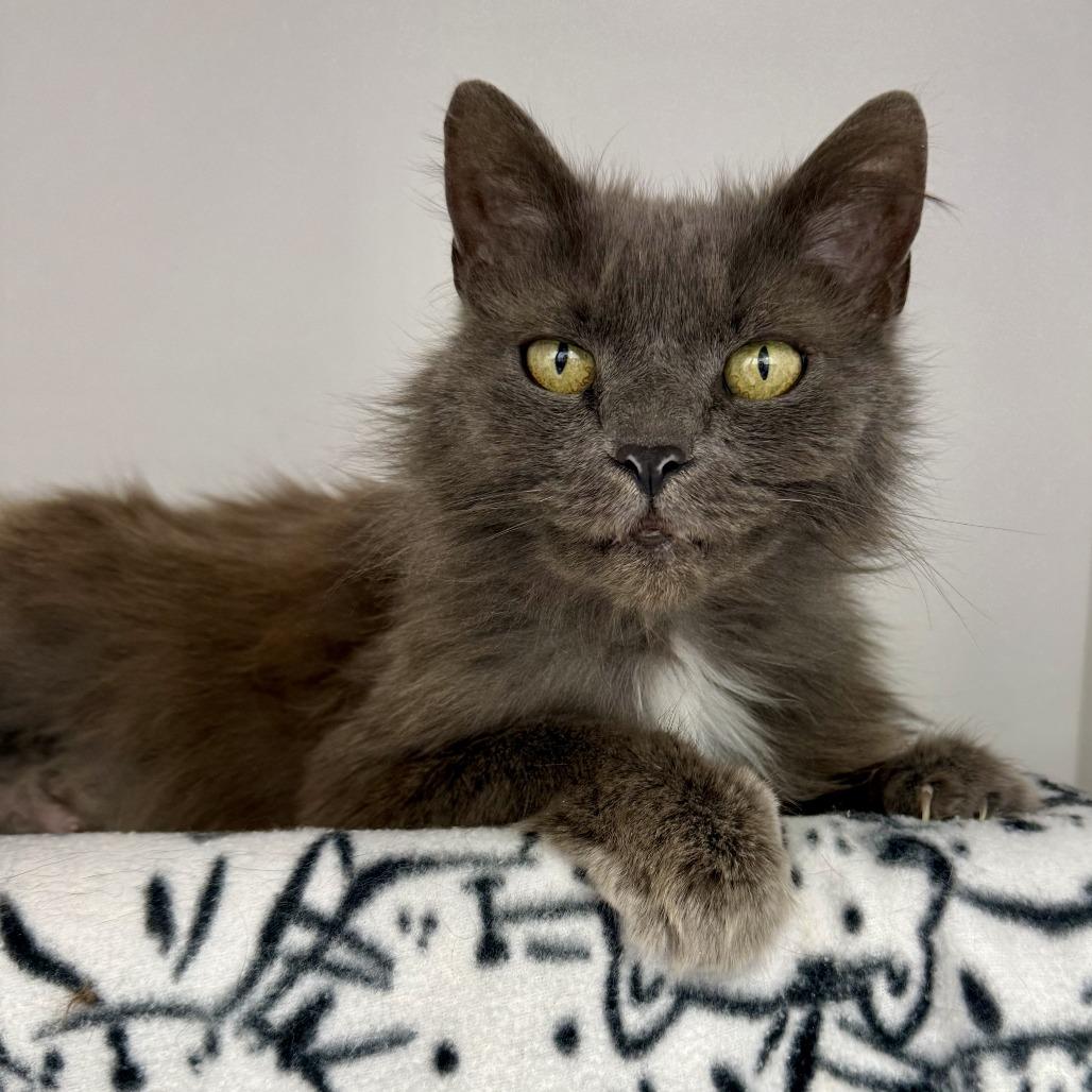 Nigella Lawson, a Adoptable Domestic Medium Hair in Fort Wayne, IN image 1/4