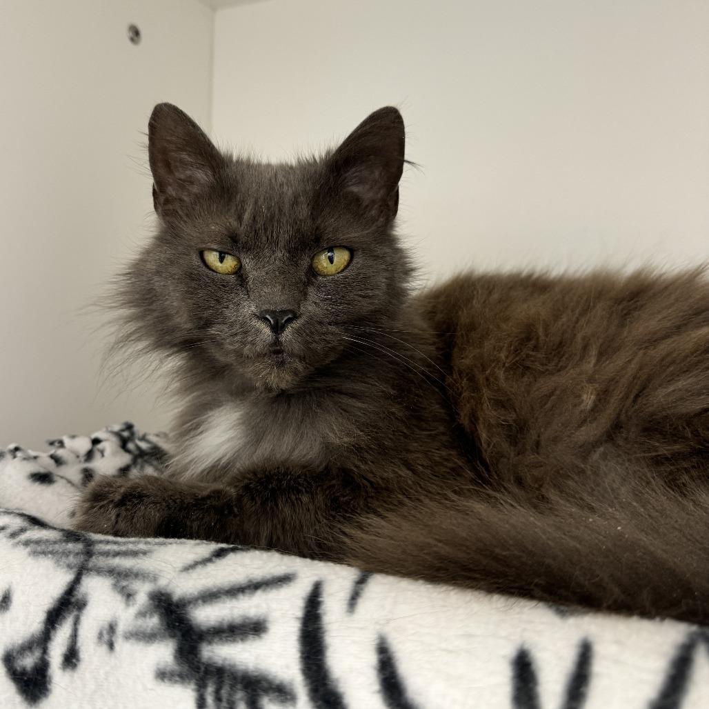 Nigella Lawson, a Adoptable Domestic Medium Hair in Fort Wayne, IN image 2/4