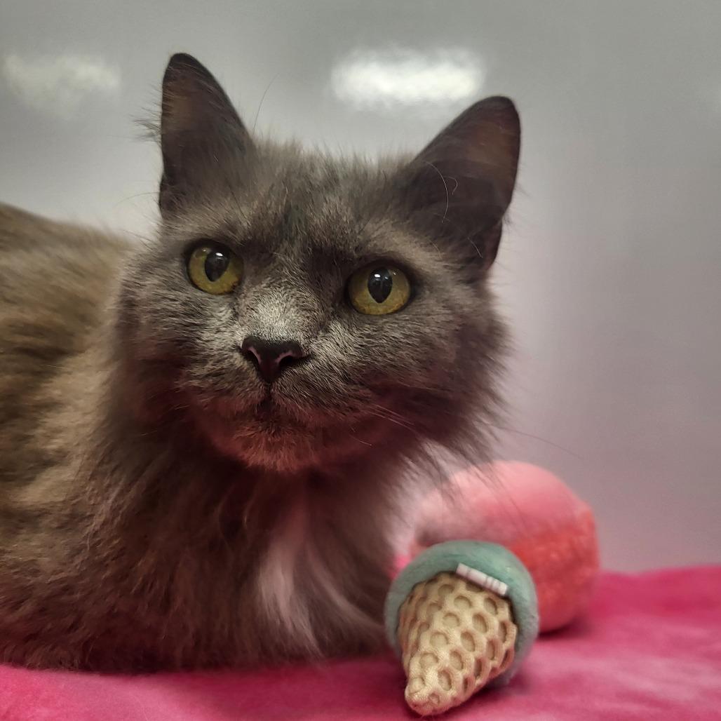 Nigella Lawson, a Adoptable Domestic Medium Hair in Fort Wayne, IN image 3/4