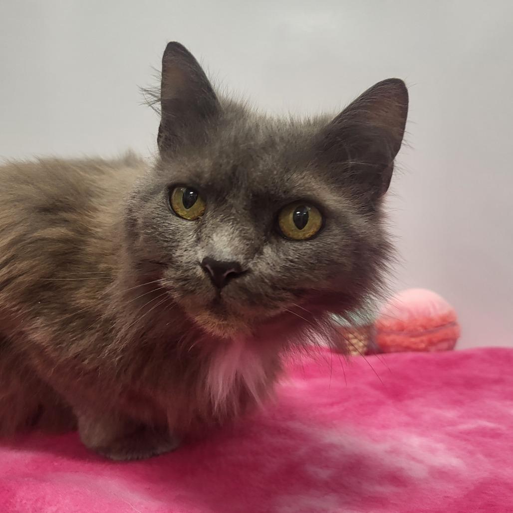 Nigella Lawson, a Adoptable Domestic Medium Hair in Fort Wayne, IN image 4/4
