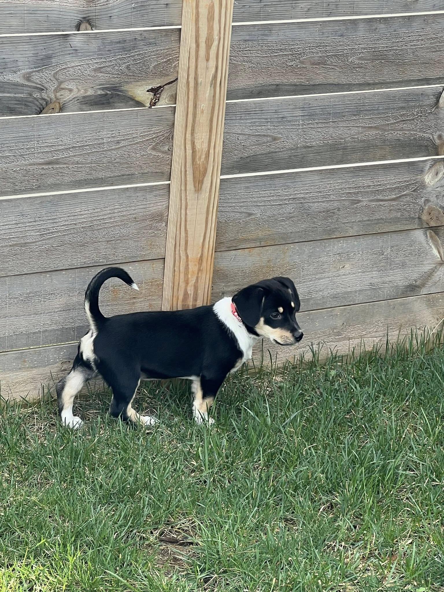 Enlarge Pesto, a ADOPTABLE mixed breed in Knoxville, TN image 4/5
