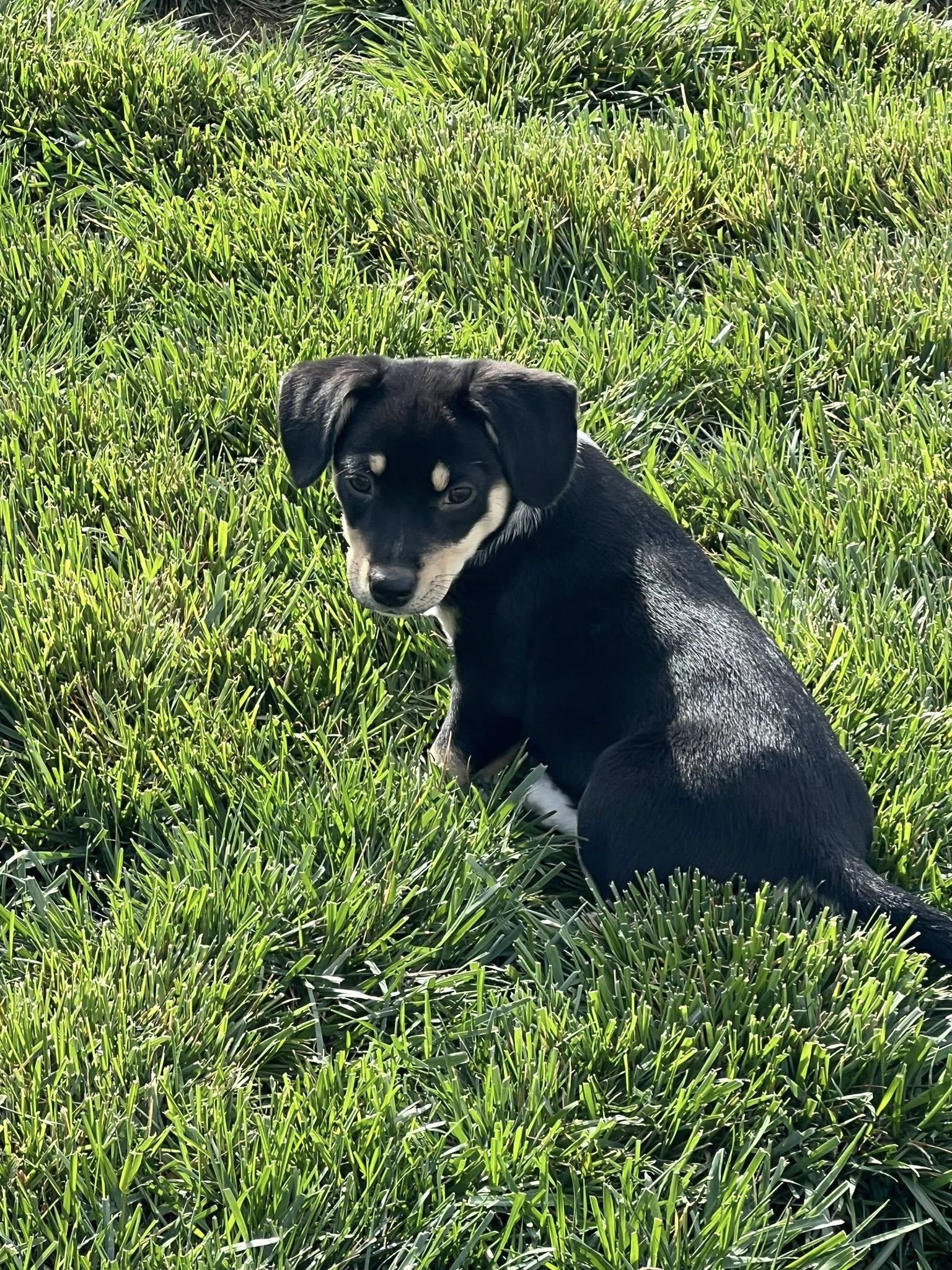 Enlarge Pesto, a ADOPTABLE mixed breed in Knoxville, TN image 2/5