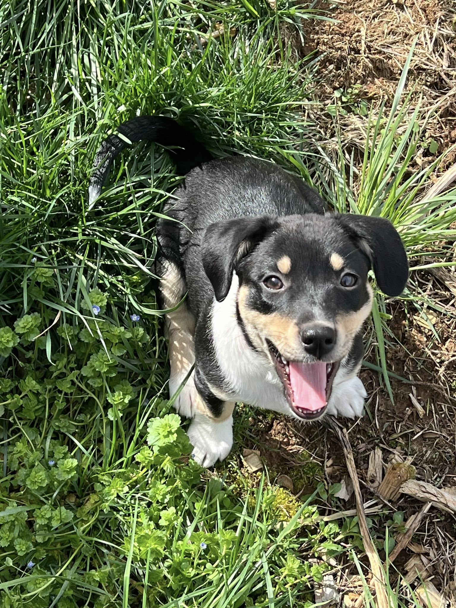 Enlarge Pesto, a ADOPTABLE mixed breed in Knoxville, TN image 1/5