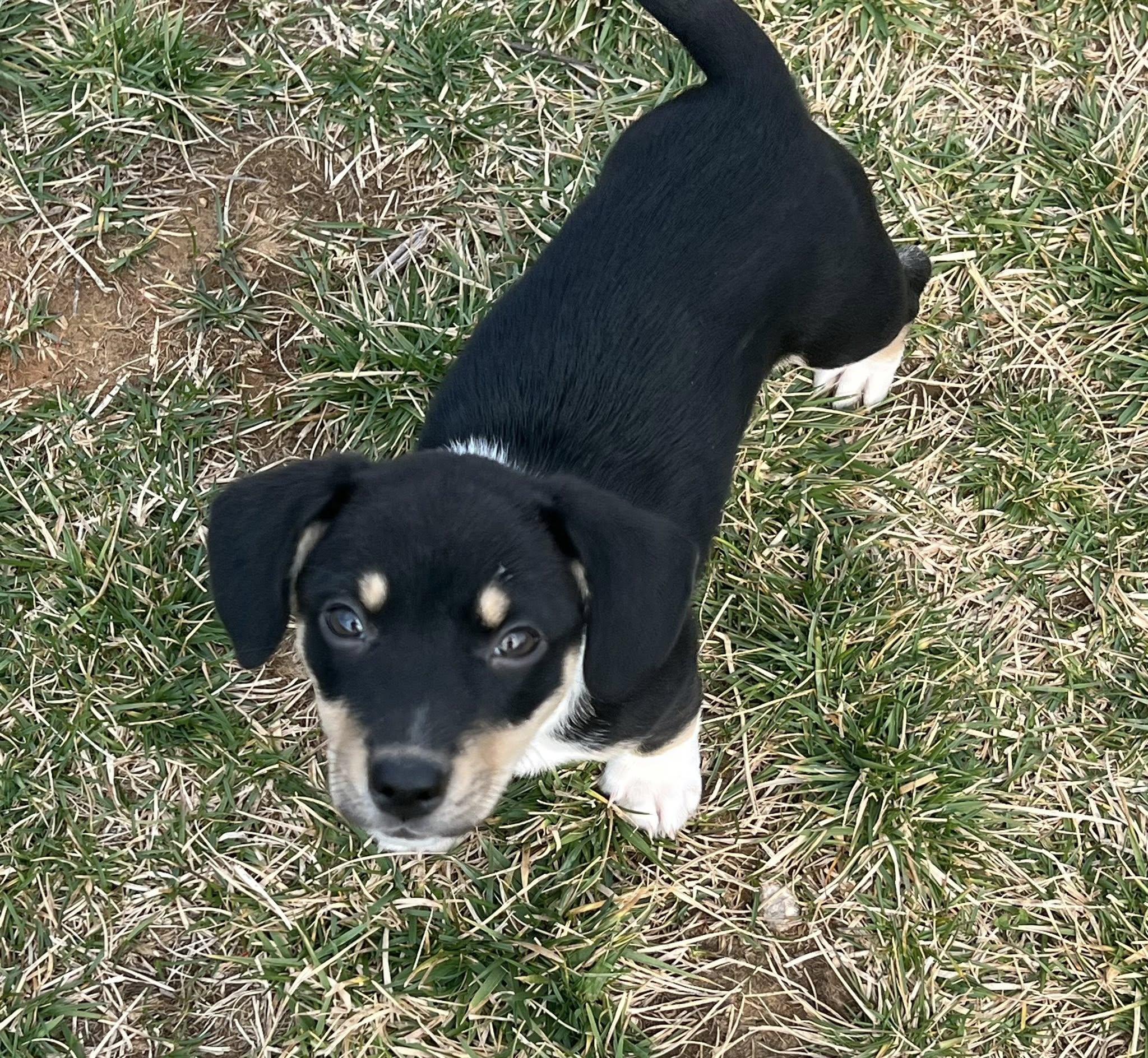 Enlarge Pesto, a ADOPTABLE mixed breed in Knoxville, TN image 5/5