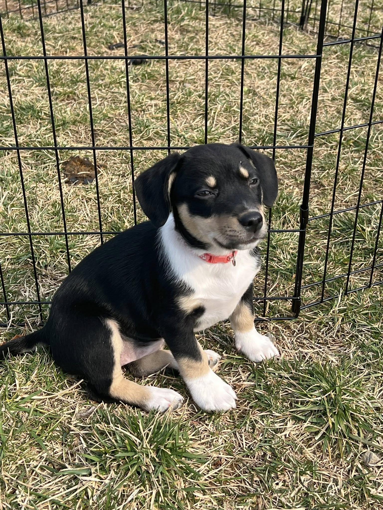 Enlarge Pesto, a ADOPTABLE mixed breed in Knoxville, TN image 3/5