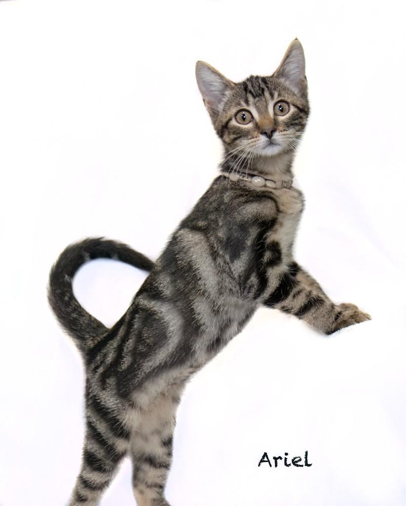 Enlarge Ariel, a Adoptable mixed breed in Hot Springs Village, AR image 1/2