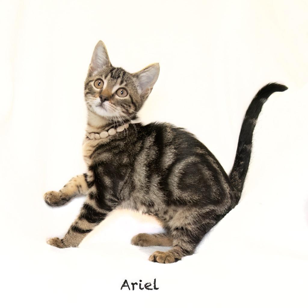 Enlarge Ariel, a Adoptable mixed breed in Hot Springs Village, AR image 2/2
