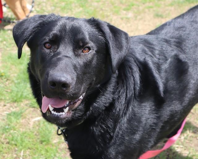 Enlarge ARCHER, a Adoptable mixed breed in Aliquippa, PA image 1/1