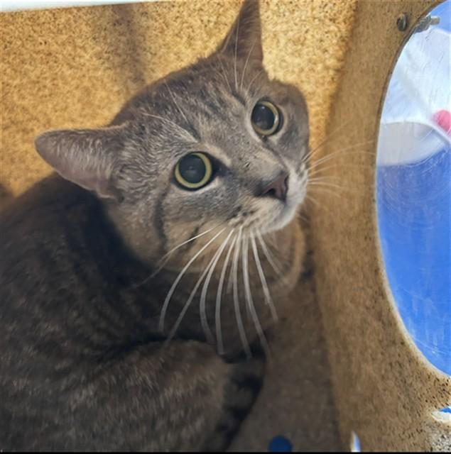 Enlarge KAOS, a Adoptable Domestic Short Hair in Lincolnton, NC image 1/1