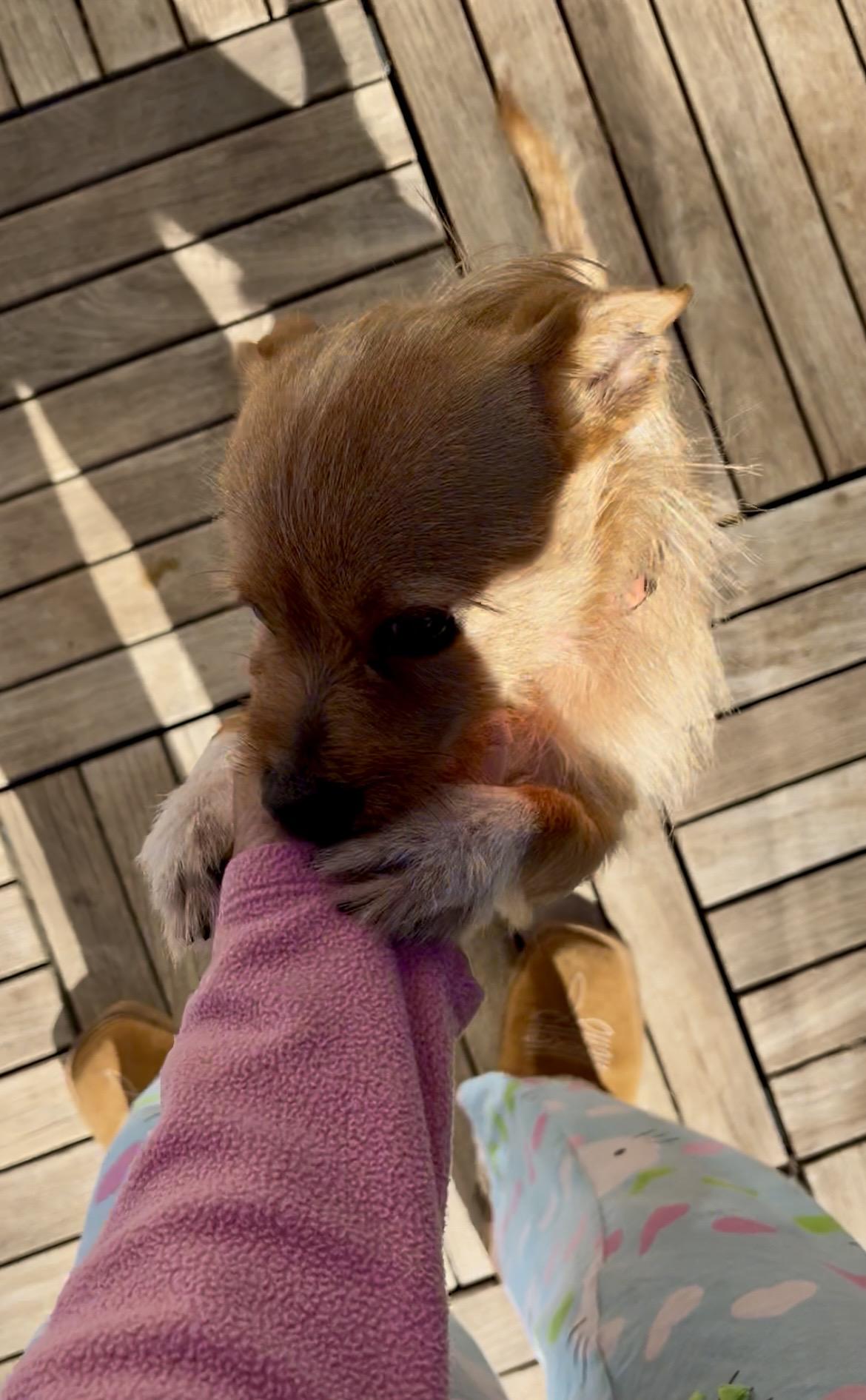TOBY, a ADOPTABLE mixed breed in Yuba city, CA image 3/6