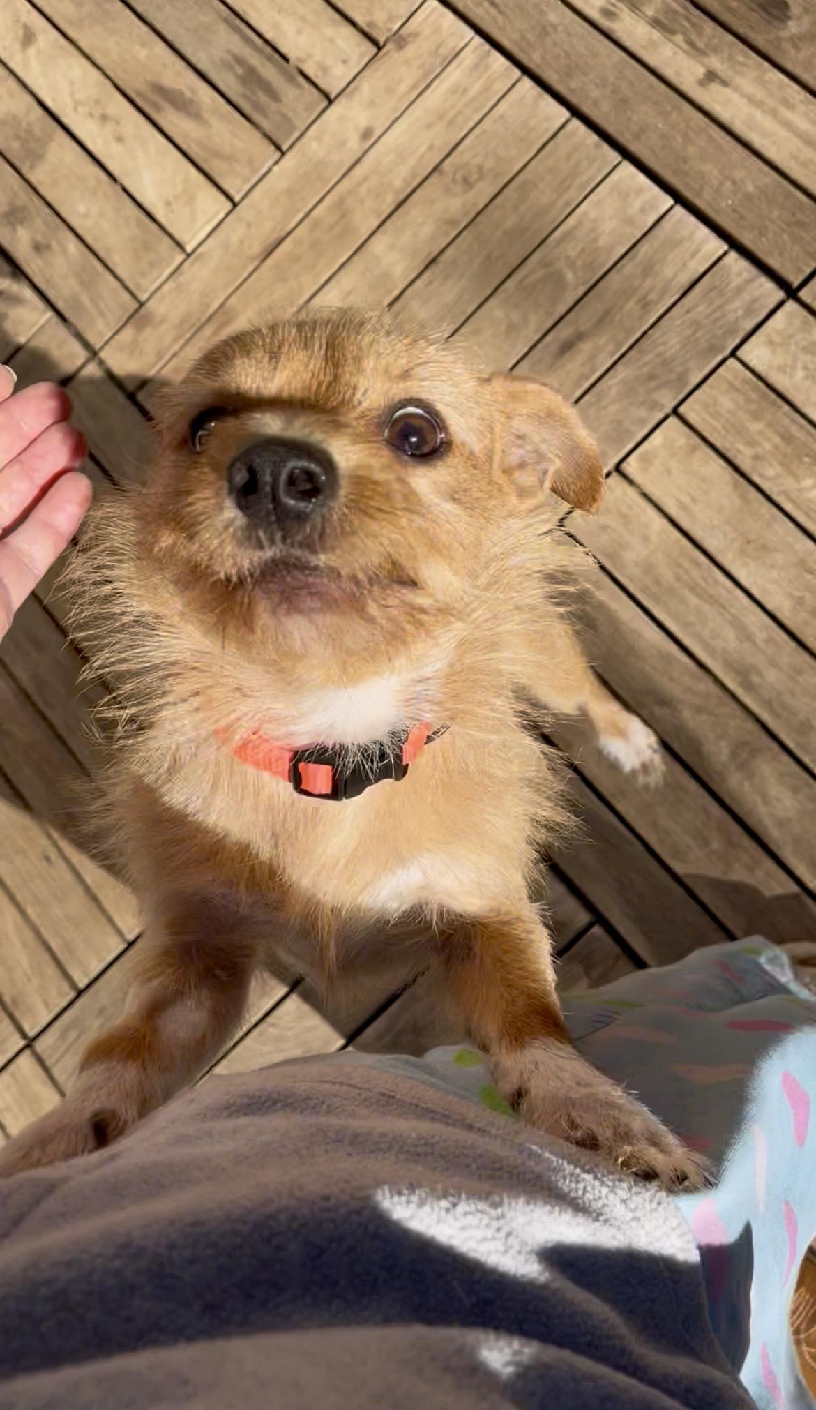 TOBY, a ADOPTABLE mixed breed in Yuba city, CA image 1/6