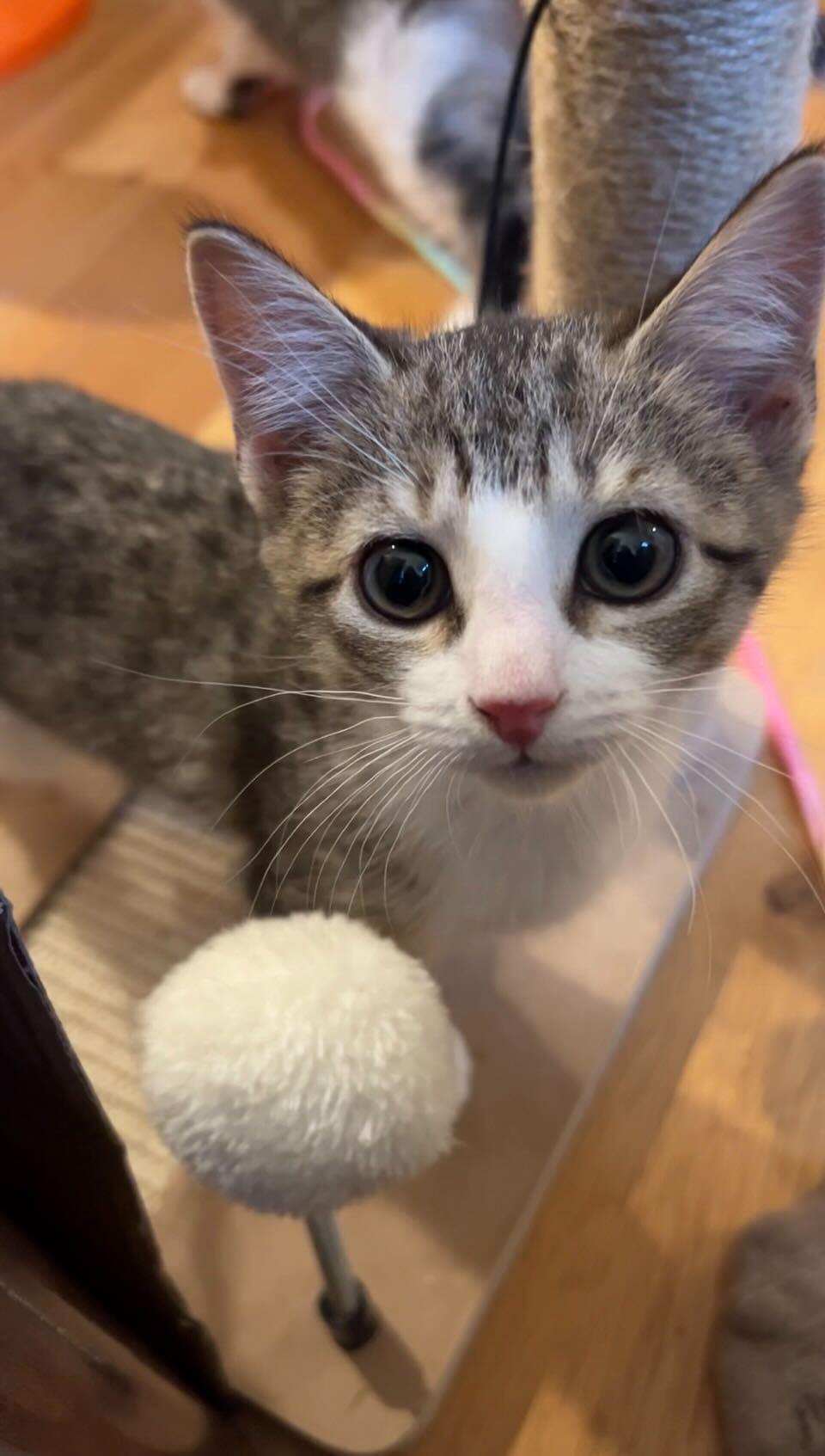 Tippy (bonded to Fluffy), an adopted Domestic Short Hair in Long Island City, NY image 5/6