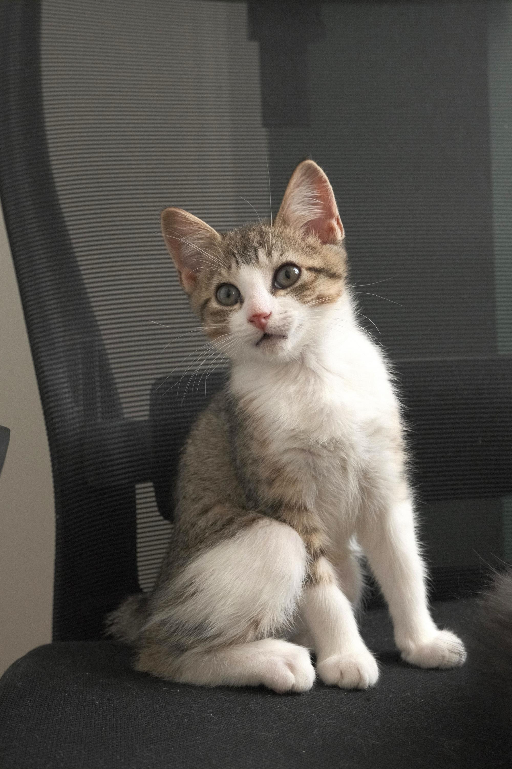 Tippy (bonded to Fluffy), Adoptable, Kitten Female Domestic Short Hair.