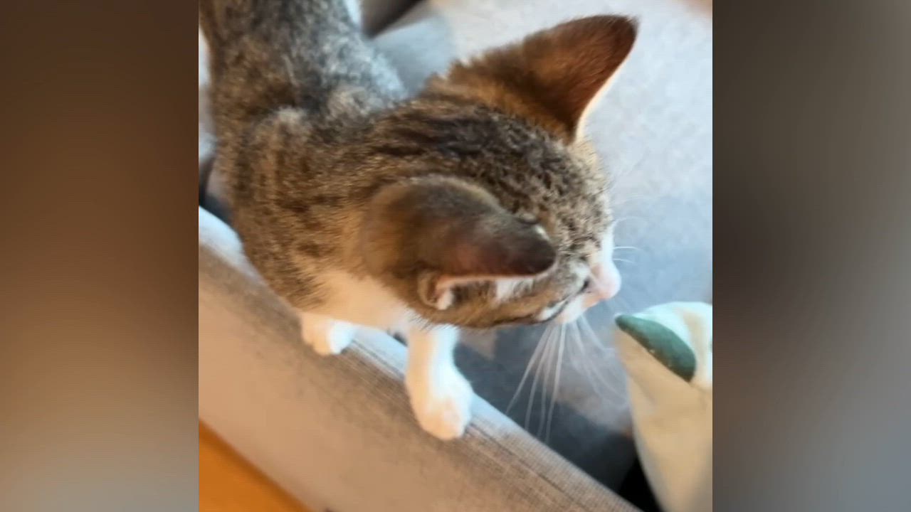 Enlarge Tippy (bonded to Fluffy), an adopted Domestic Short Hair in Long Island City, NY video 6/6