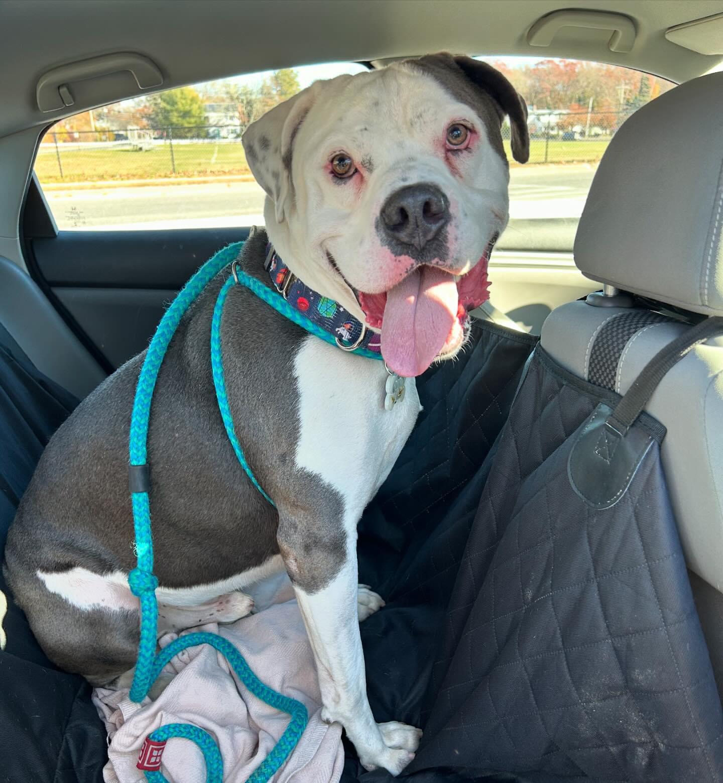 Enlarge Apollo, a Adoptable American Bulldog in Medford, NY image 2/6
