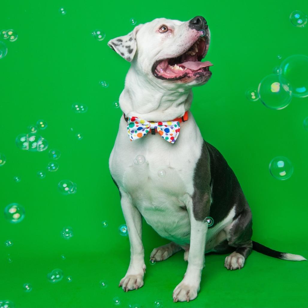 Apollo, a Adoptable American Bulldog in Medford, NY image 3/6