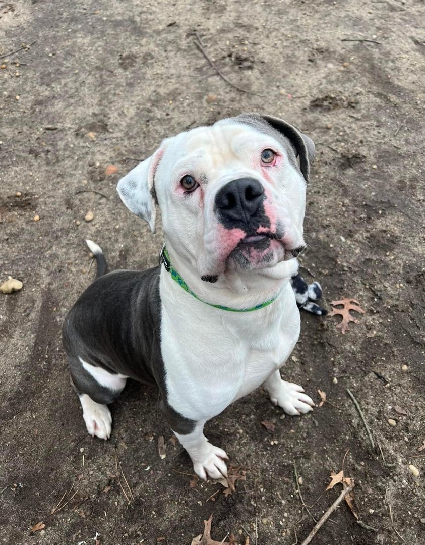 Enlarge Apollo, a Adoptable American Bulldog in Medford, NY image 6/6