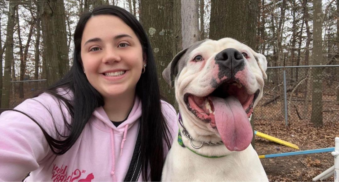 Enlarge Apollo, a Adoptable American Bulldog in Medford, NY image 4/6