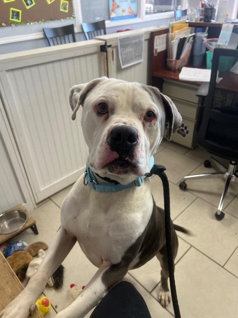 Enlarge Apollo, a Adoptable American Bulldog in Medford, NY image 5/6