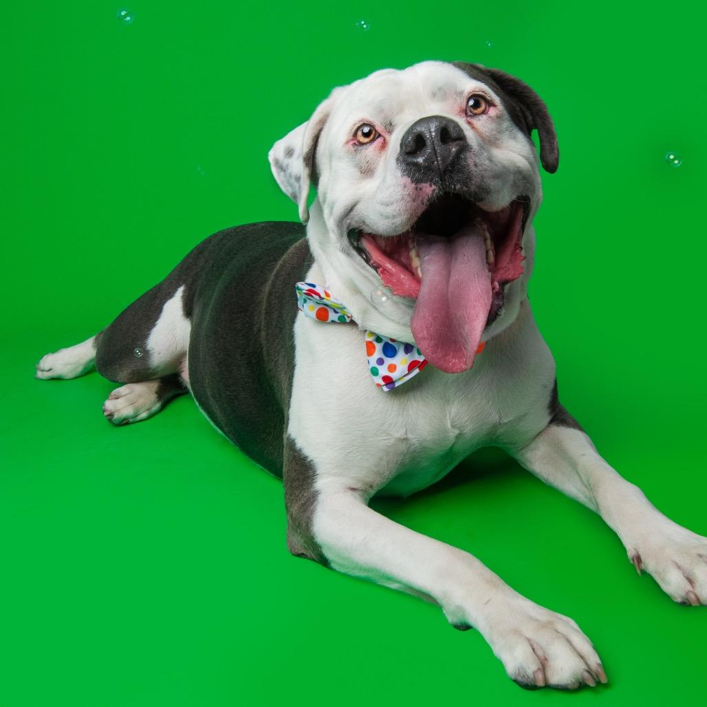 Apollo, a Adoptable American Bulldog in Medford, NY image 1/6