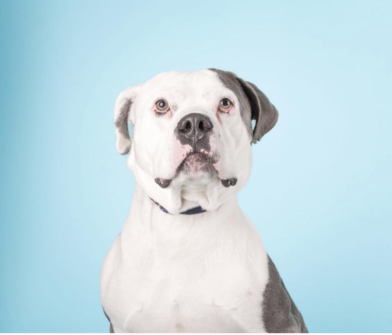 Enlarge Apollo, a Adoptable American Bulldog in Medford, NY image 1/6