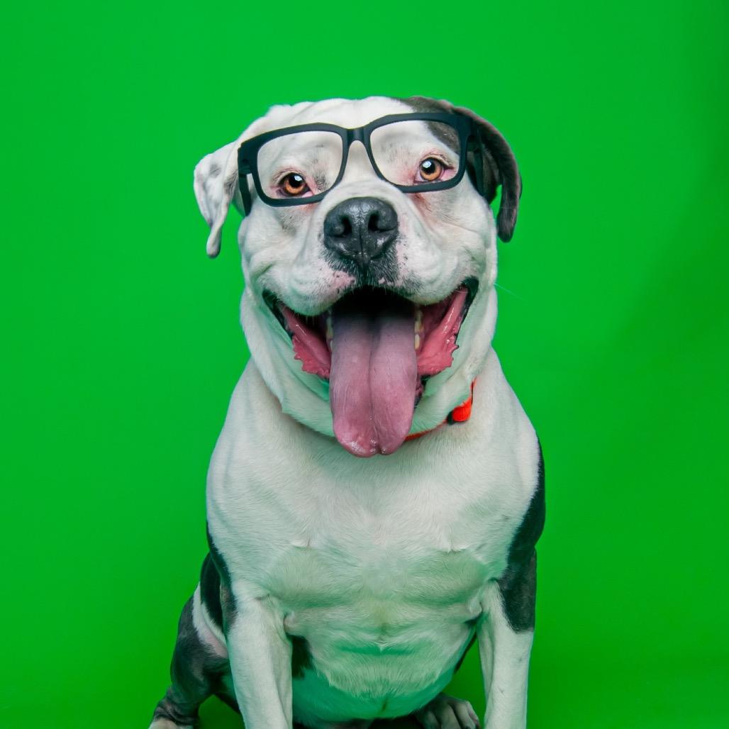 Apollo, a Adoptable American Bulldog in Medford, NY image 5/6