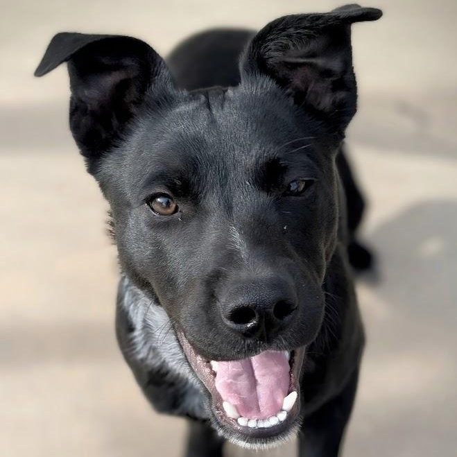 Pepsi, an adopted mixed breed in Mountain Center, CA image 2/3