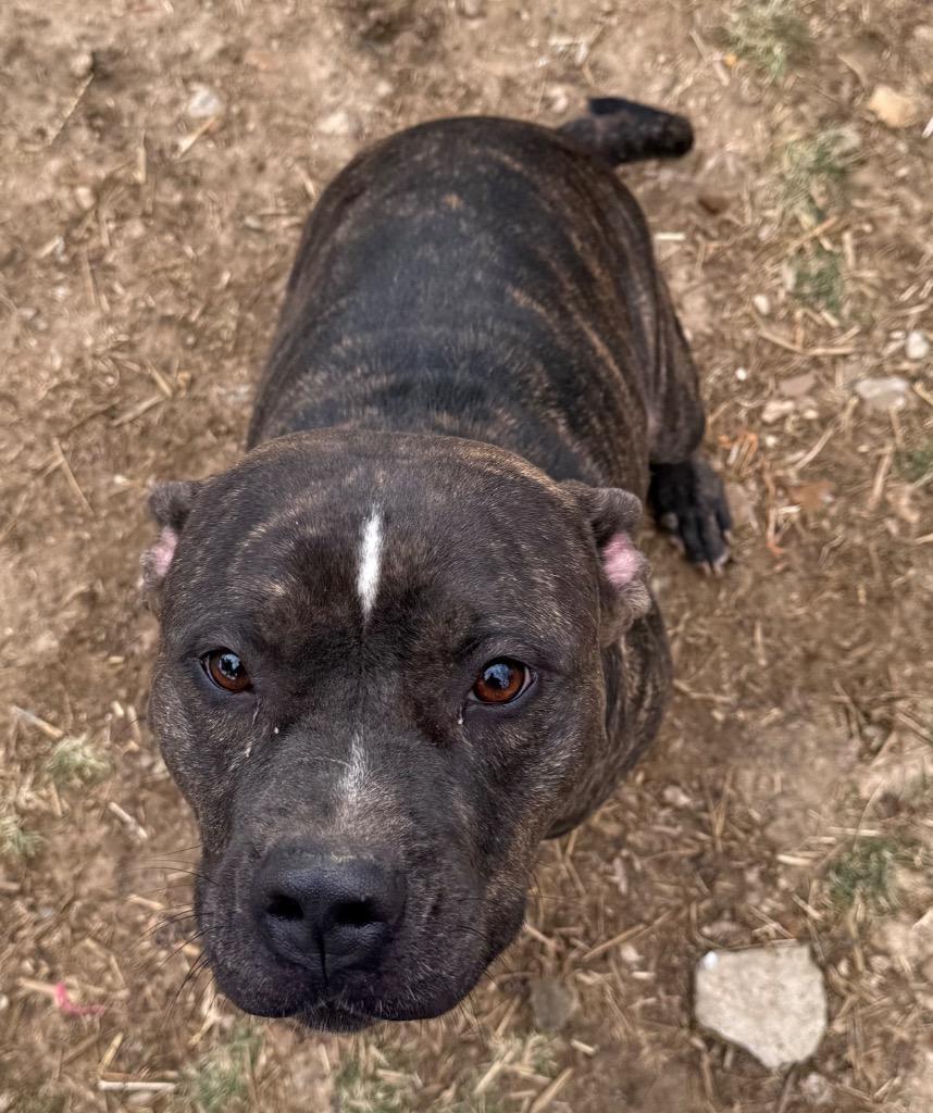 Enlarge Ethel-May, a Adoptable mixed breed in Fayetteville, TN image 1/1