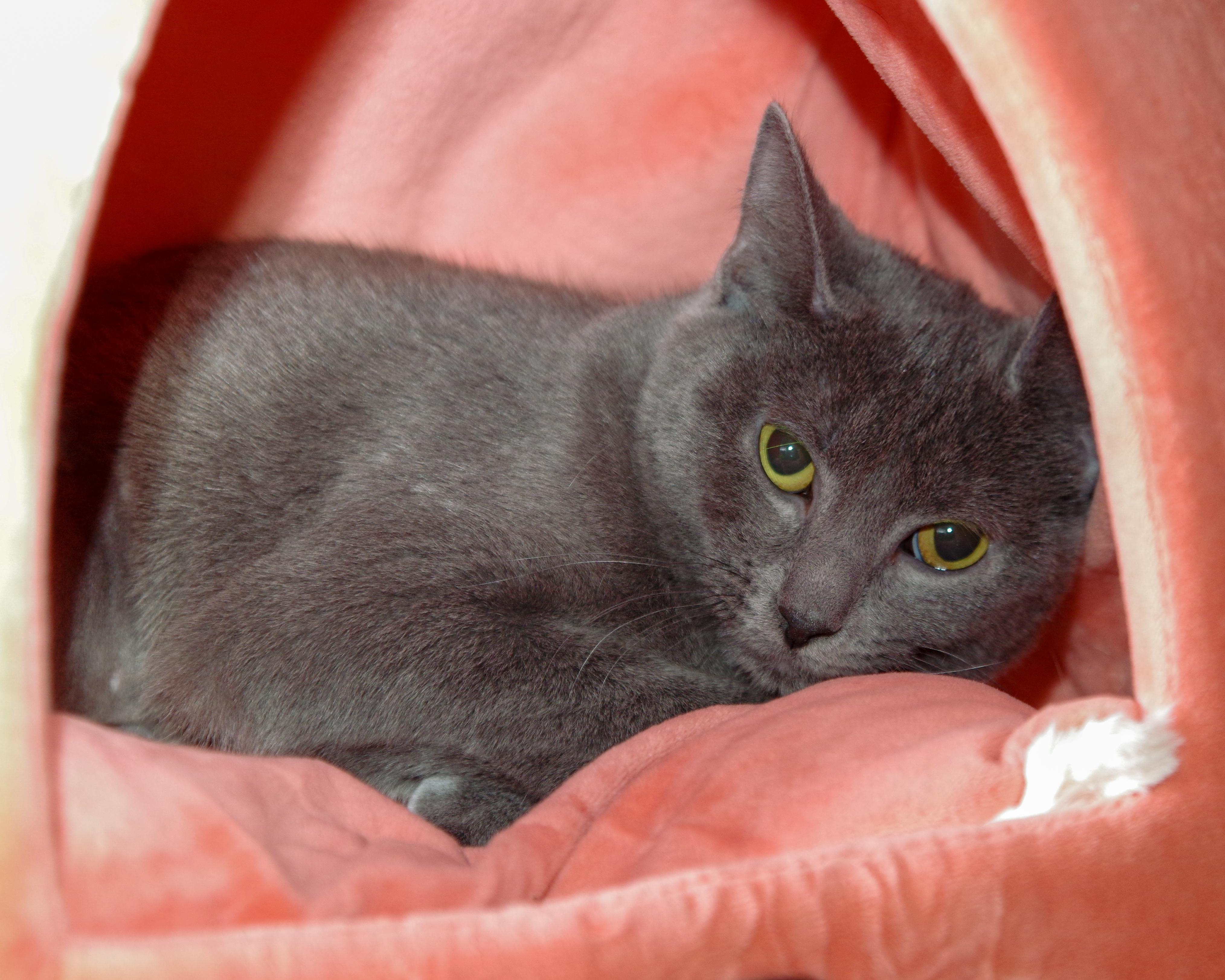 Reese, a ADOPTABLE American Shorthair in Scituate, MA image 2/2