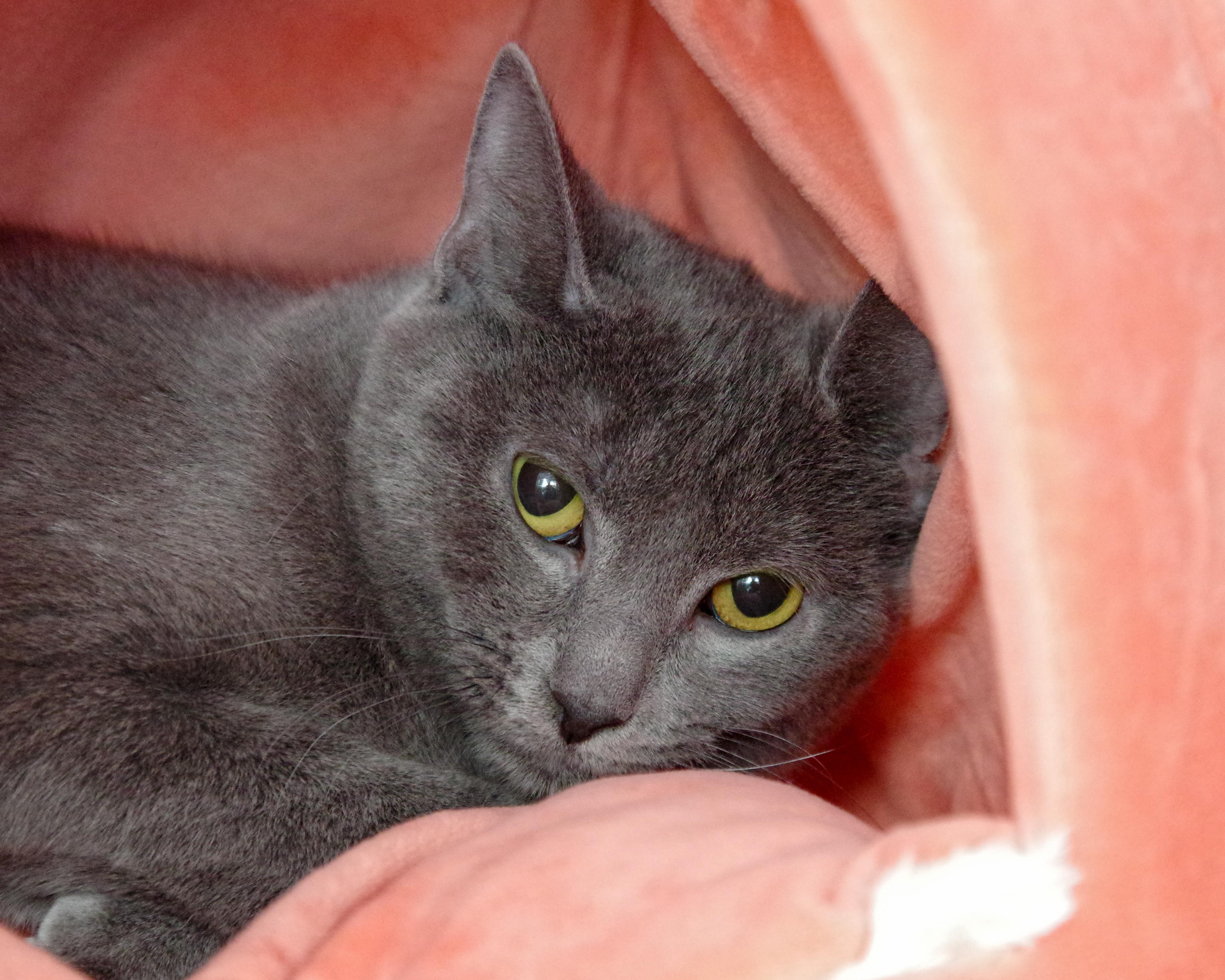 Reese, a ADOPTABLE American Shorthair in Scituate, MA image 1/2