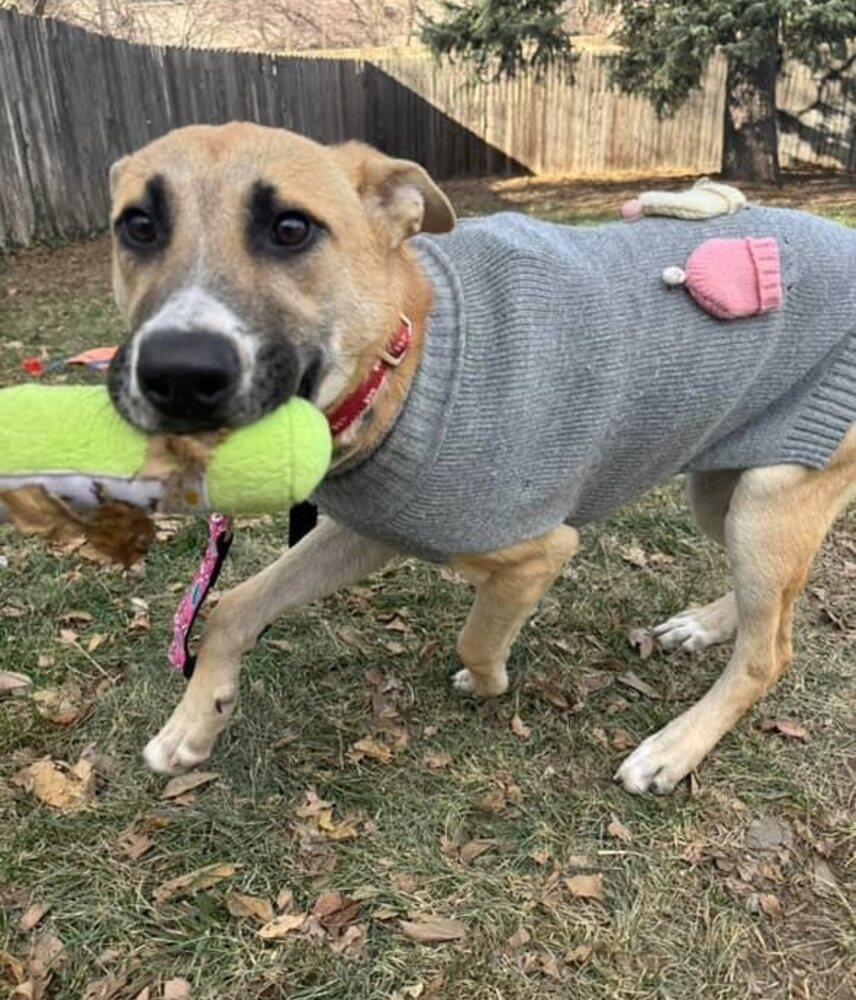 Lilianna, Adoptable, Young Female Shepherd & Labrador Retriever.