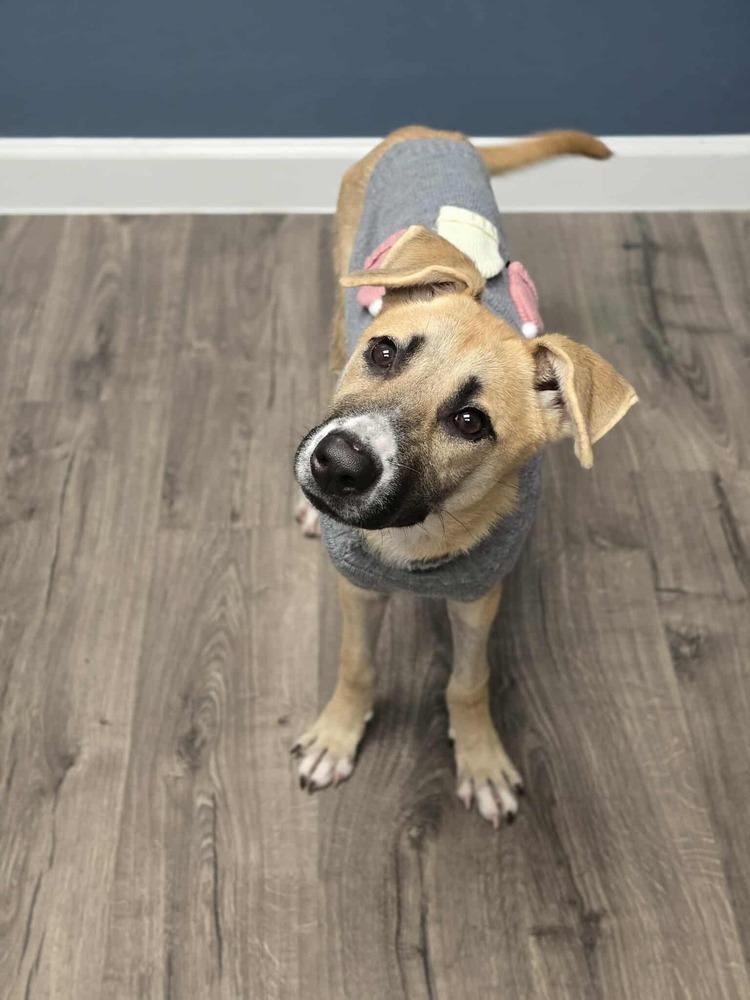 Lilianna, a Adoptable mixed breed in Aurora, CO image 1/2