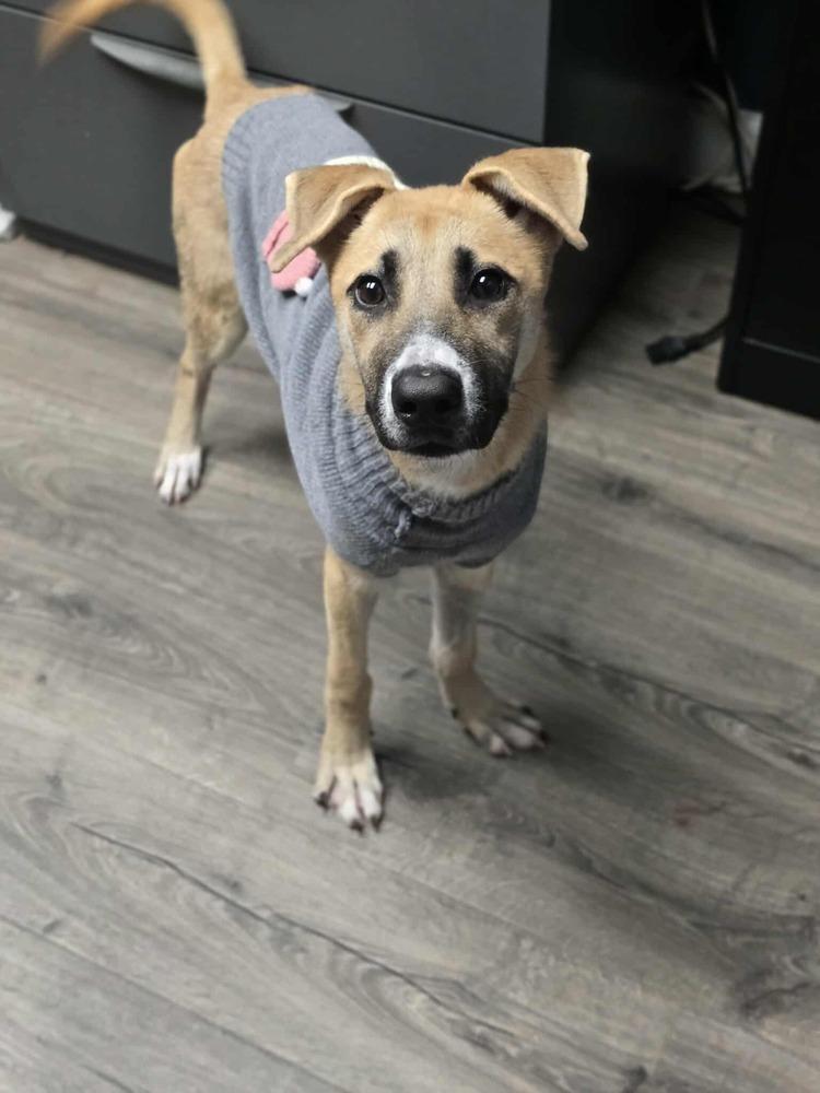 Lilianna, a Adoptable mixed breed in Aurora, CO image 2/2