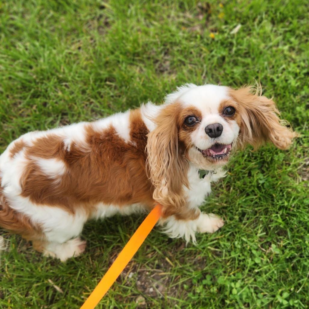 Enlarge Lucinda , an adopted Cavalier King Charles Spaniel in Fenton, MI image 1/1