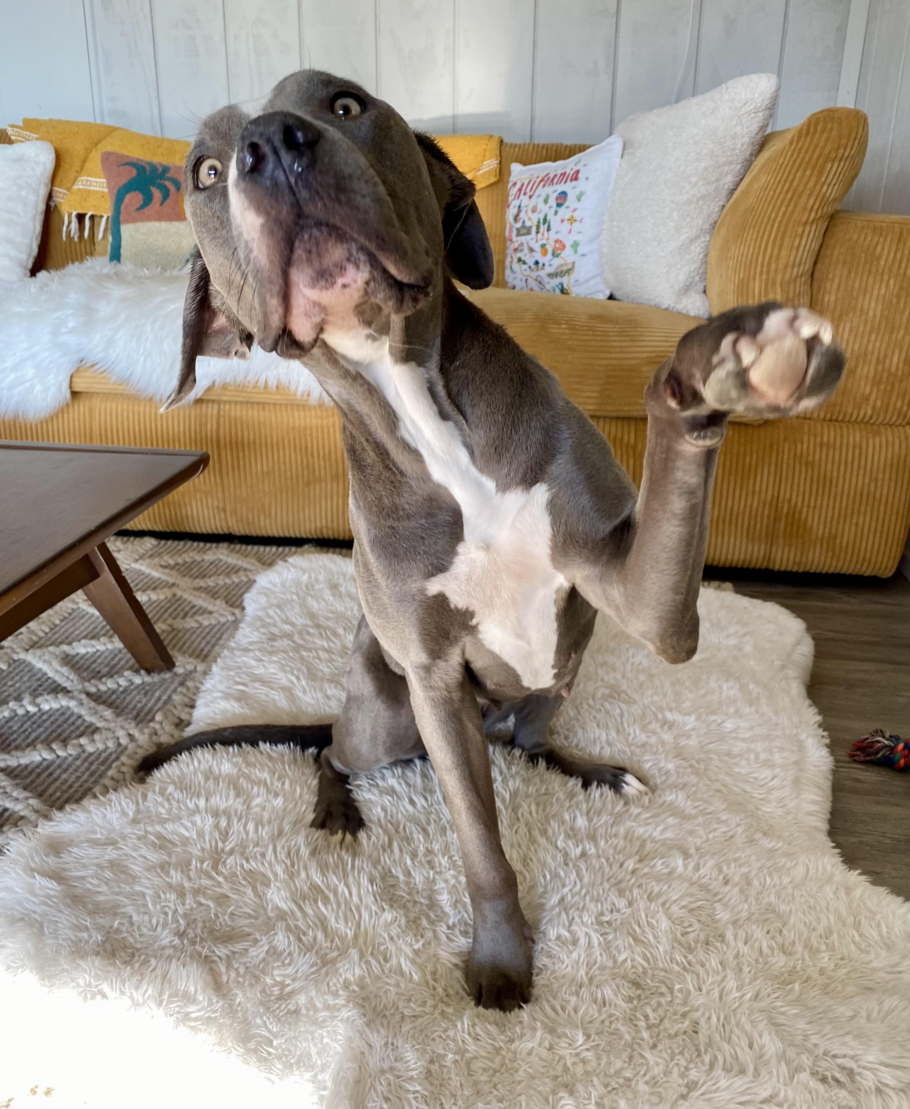 WYNONA, a Adoptable mixed breed in Joshua Tree, CA image 3/4