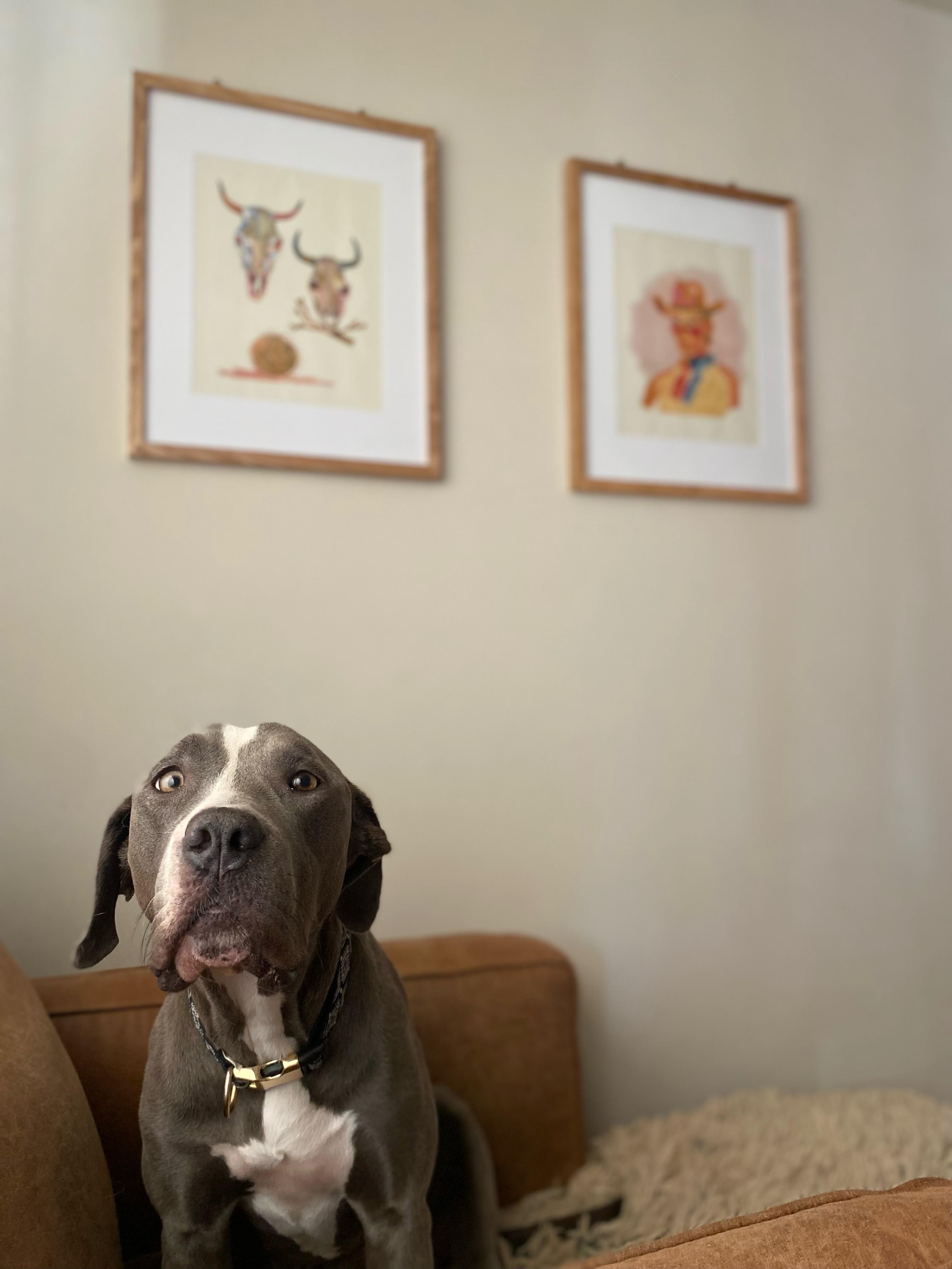 WYNONA, Adoptable, Adult Female Great Dane & Labrador Retriever.