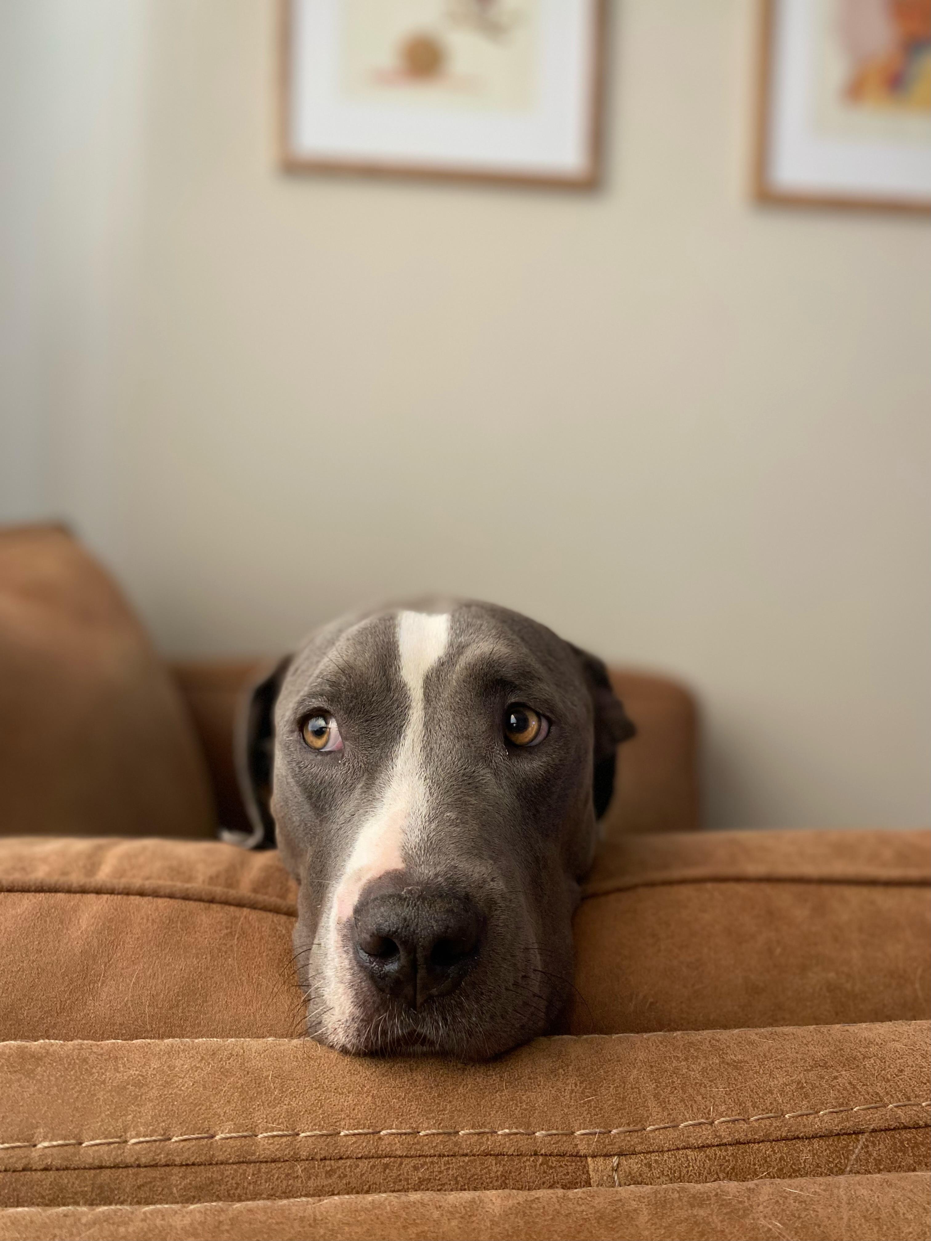 WYNONA, a Adoptable mixed breed in Joshua Tree, CA image 2/4